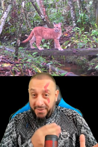 Dupla de onças, jaguatirica e animal ameaçado de extinção são flagrados ...